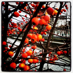 Fruits de saison quai St Cyr-@lisennLZ.jpg